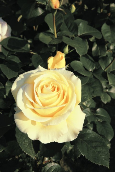 Avec Amour® Tantau 2014 Avec Amour® Tantau 2014