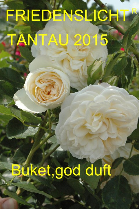 Schöne Maid® Tantau 2014
