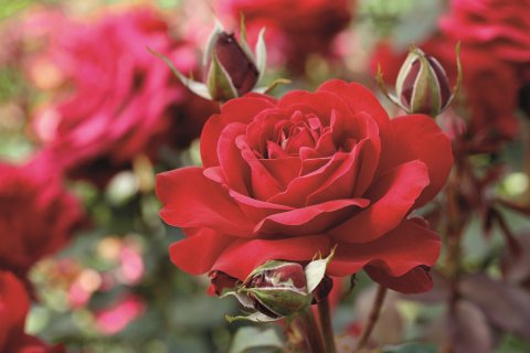 Avec Amour® Tantau 2014