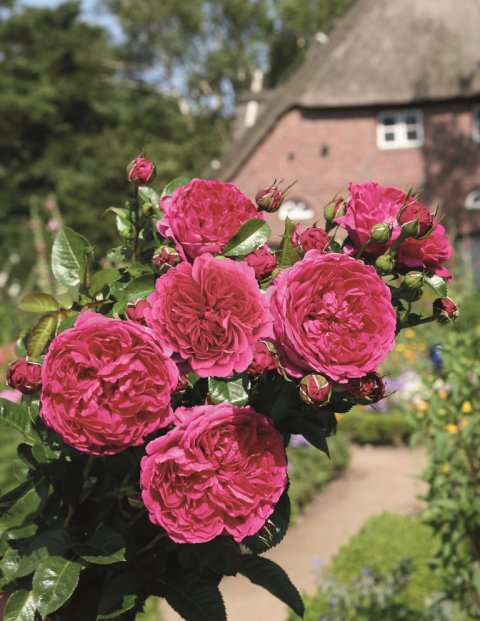 Soul® Tantau 2014 Soul® Tantau 2014