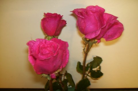 Prinsesse Alexandra Prinsesse Alexandra