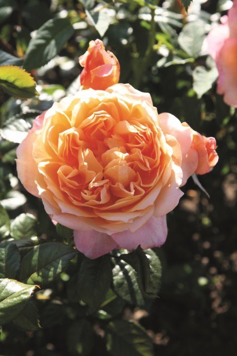 Capri® Tantau 2014 Capri® Tantau 2014