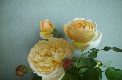 Pat Austin Pat Austin