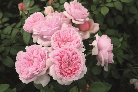 Schöne Maid® Tantau 2014 Schöne Maid® Tantau 2014