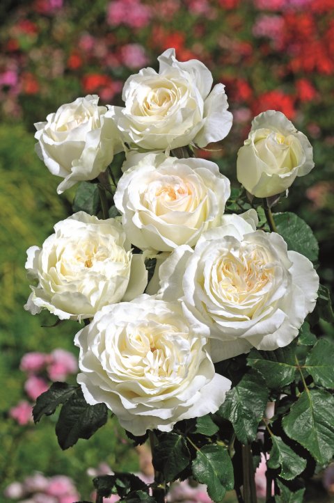 Schöne Maid® Tantau 2014