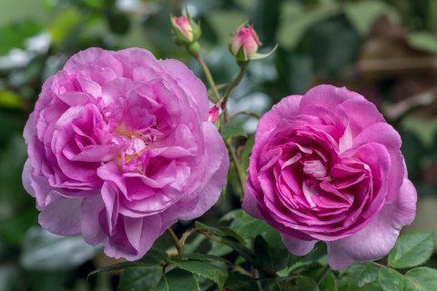 Wedding Piano® Tantau 2014