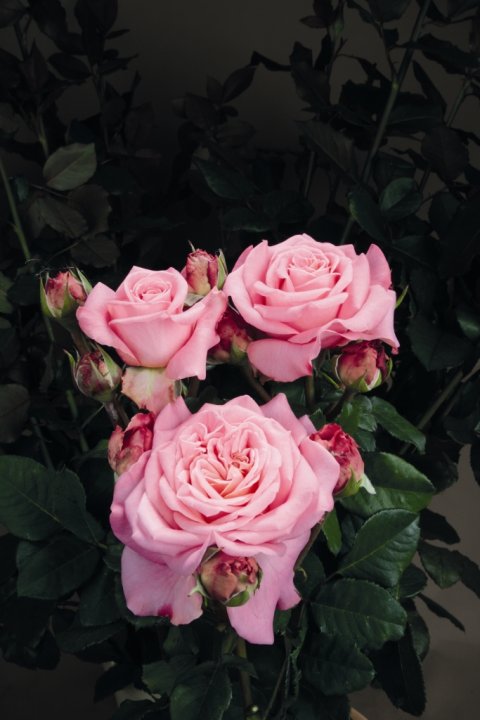 Ashley® Tantau 2014 Ashley® Tantau 2014