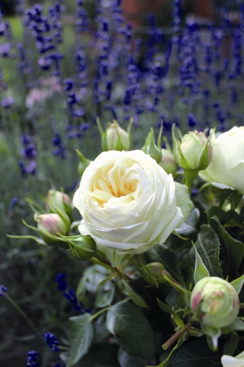 Wedding Piano® Tantau 2014 Wedding Piano® Tantau 2014