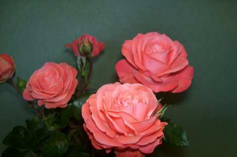 Schackenborg Schackenborg