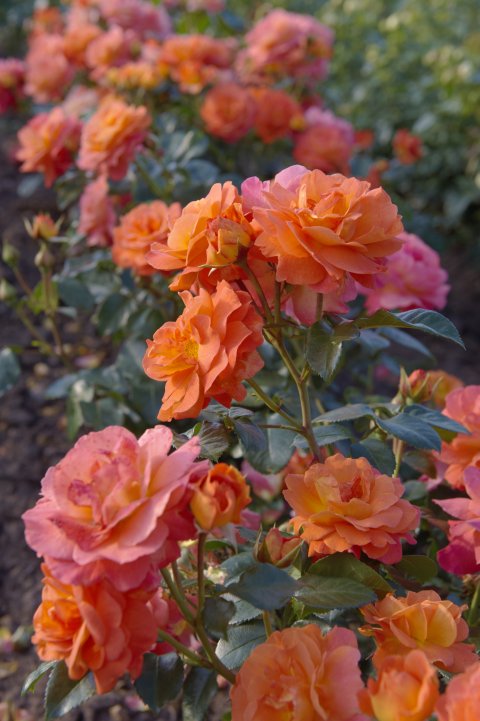 Ashley® Tantau 2014