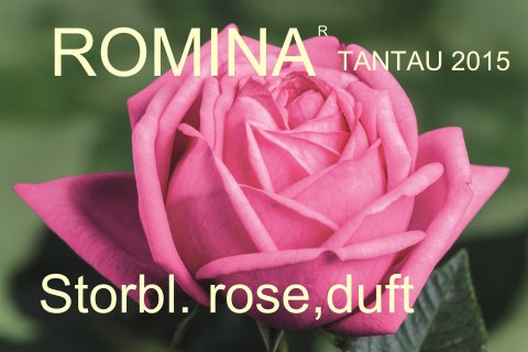 Wedding Piano® Tantau 2014